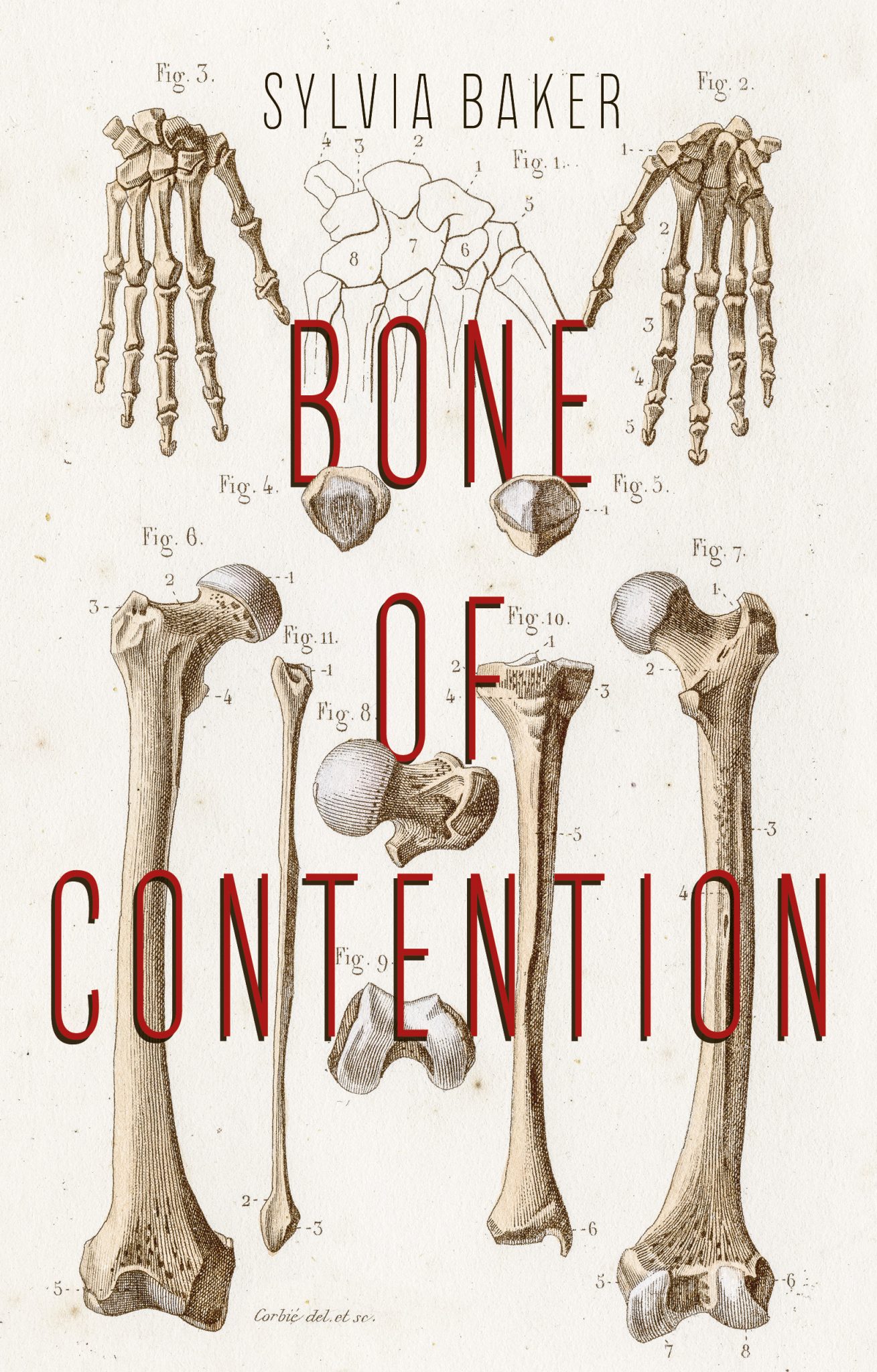 What Is The Meaning Of Bone Of Contention In English